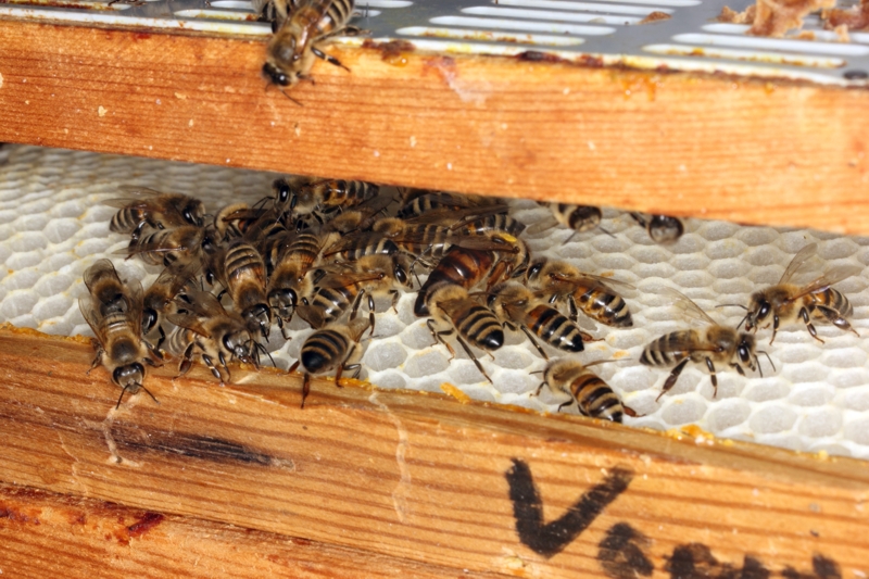 Bienenk�nigin auf Bannwabe